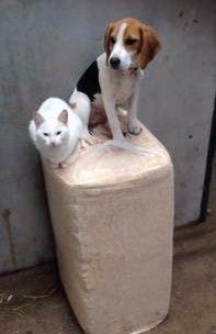 Beagle and a cat