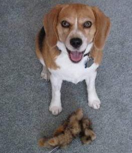 11 year old senior Beagle