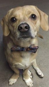 Cheagle, Beagle and Chihuahua mixed dog