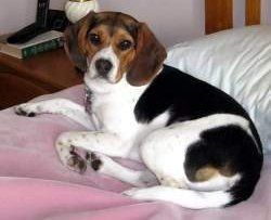 Beagle's tail