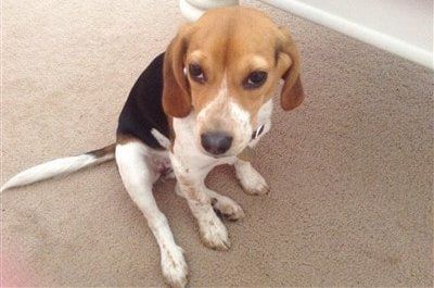 female-beagle-