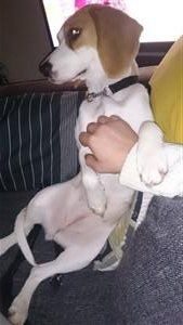 female Beagle showing belly