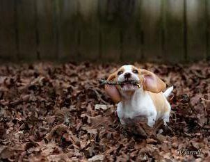 Beagle puppy in woods with stick in mouth
