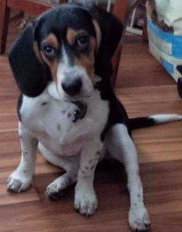 Beagle named Barnaby