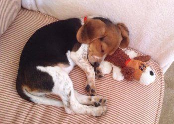 Beagle 4 month old girl