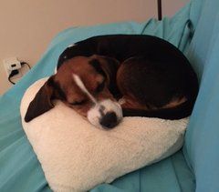 Beagle dog's nose