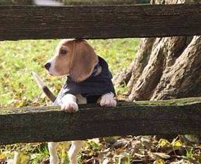 Beagles resting