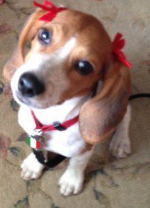 2 year old female Beagle