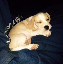 female Beagle 15 months old