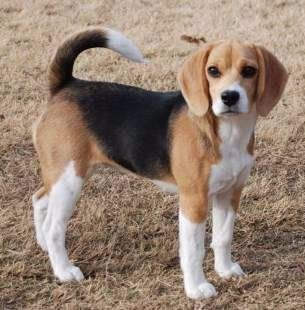 female Beagle