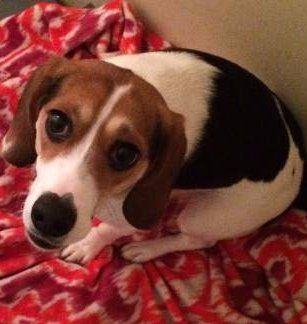 female beagle