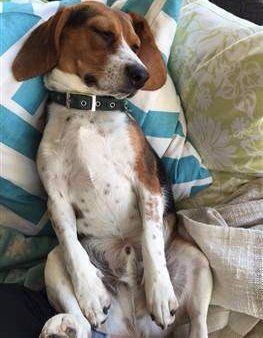 Beagle nice and clean