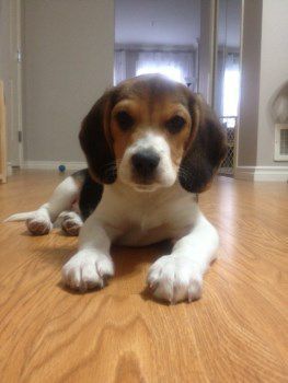 healthy Beagle puppy