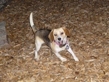 hyper Beagle playing outside