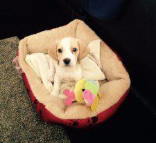 female Beagle puppy 15 months old