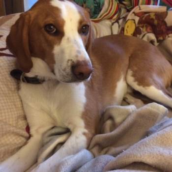 Beagle Lab mix