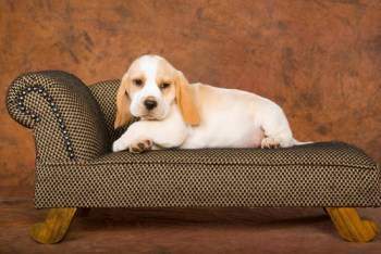 lemon and white Beagle puppy
