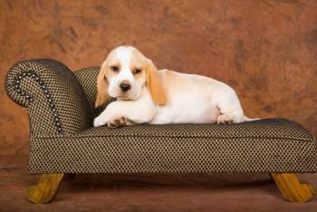 lemon colored Beagle