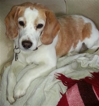 lemon Beagle, female