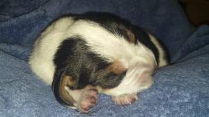newborn Beagle puppy
