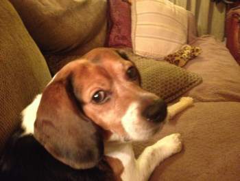 Beagle named Otis
