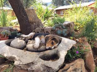 4 month old Beagle