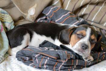 pocket Beagle puppy