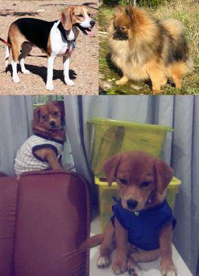 Pomeagle Beagle mix dog
