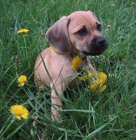 Puggle Beagle and Pug dog mix