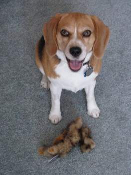 11 year old senior Beagle