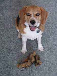 11 year old Beagle