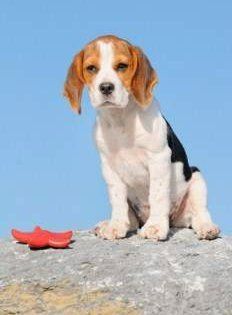 small Beagle