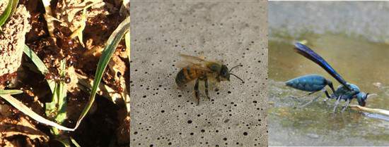 fire ants, bee and wasp