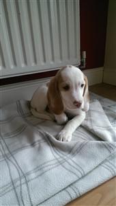 white Beagle dog