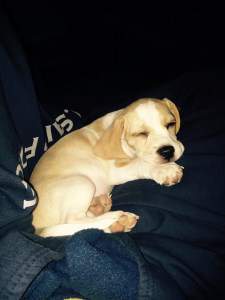 lemon white Beagle pup