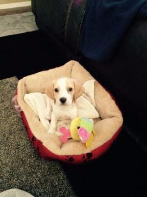 white lemon Beagle