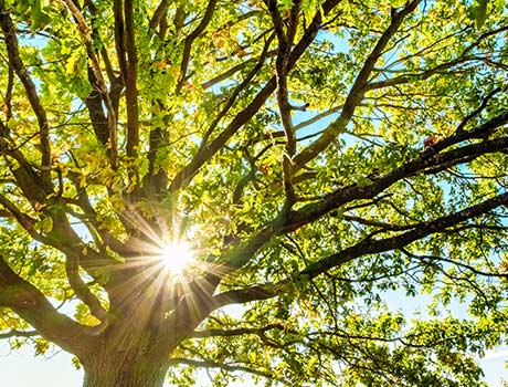 Young oak tree on a sunny day — New Braunfels, TX — Kriewaldt Tree Farm