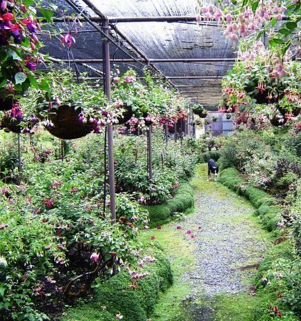 Fuchsia Display Garden 4