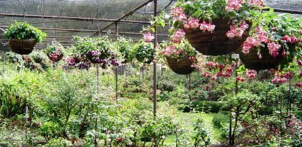 Fuchsia Display Garden 2