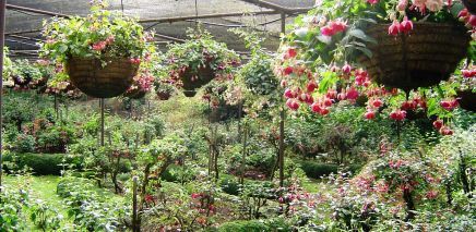 Fuchsia Display Garden 3