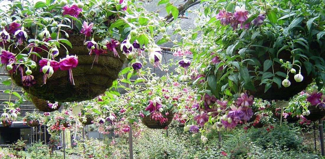 Weald View Gardens Display
