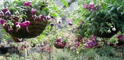 Fuchsia Display Garden 7