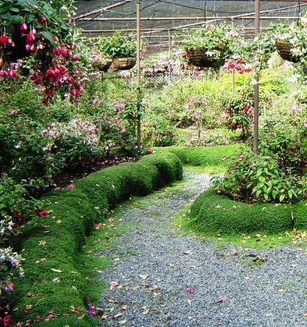 Fuchsia Display Garden 6