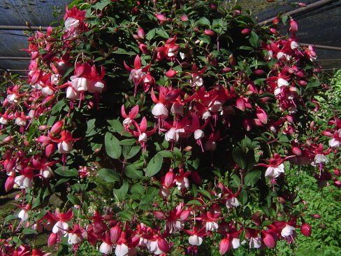 Weald View Gardens Display at this time of year