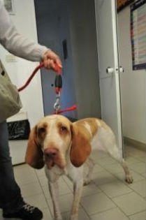 Cane bassotto