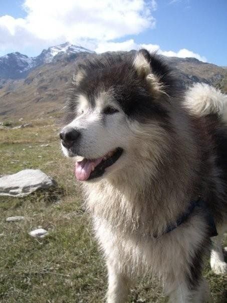 Cane husky a pelo lungo