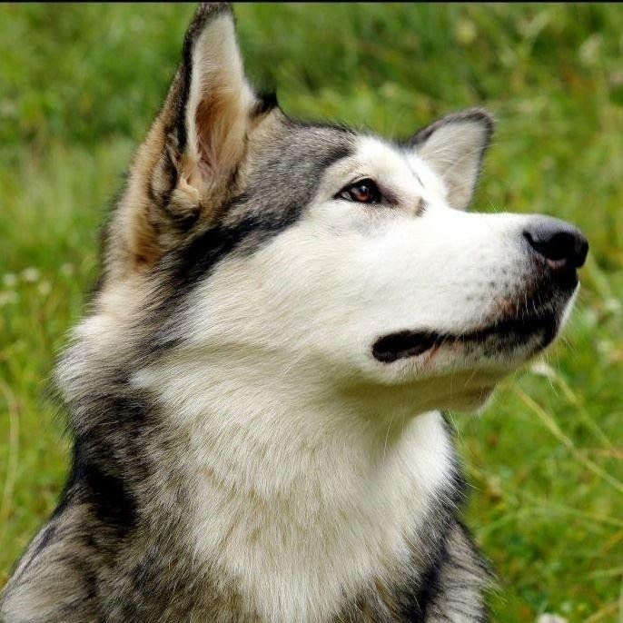 Cane husky a pelo corto
