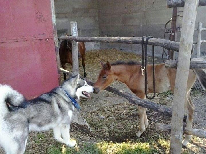 Cane husky insieme al cavallo