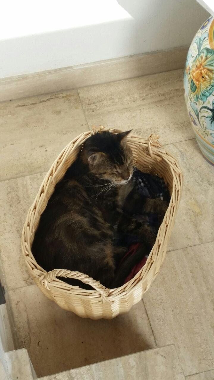 Gatto dal manto scuro