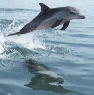 Fishing Destin, FL | Destin Harbor | Charter Boat Relentless | www.charterboatrelentless.com | A Luxury Charter Boat at Everyday Rates | 65' x 20' | Beautiful Dolphin Photo!